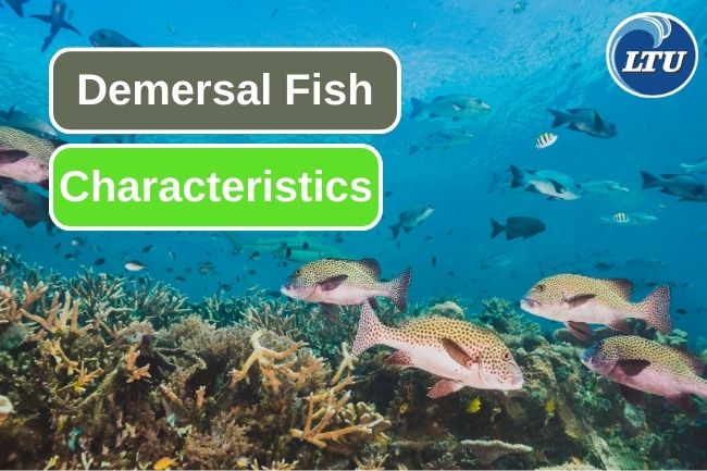 Learn These 7 Demersal Fish Characteristic